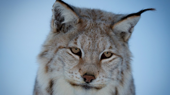Close-up of a lynx's face