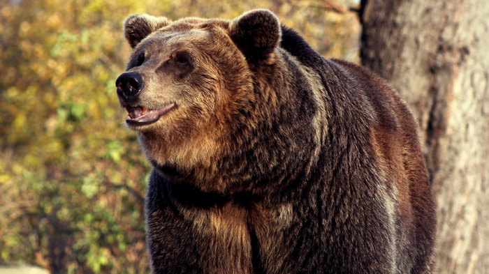 Brown bear in a forest setting