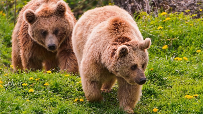 Two brown bears walking in a grassy field