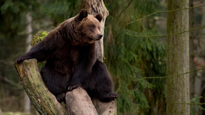 Brown bear sitting on a tree stump in a forest