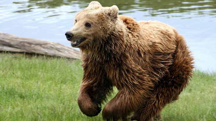 Brown bear running near water and grass