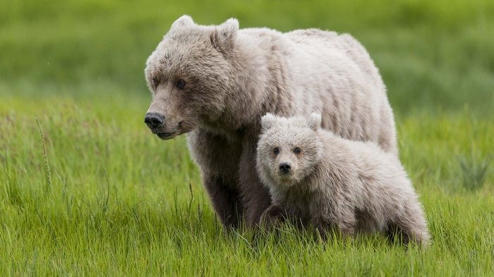 Mother and cub grizzly bears in a grassy field