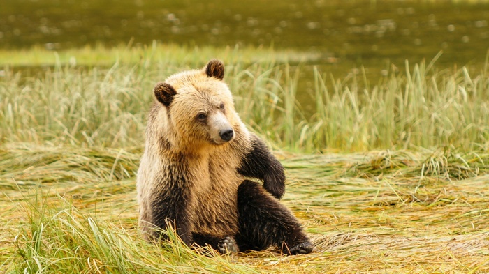 Grizzly bear sitting in tall grass near water