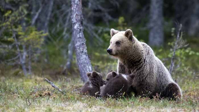 Mother bear with cubs in a forest