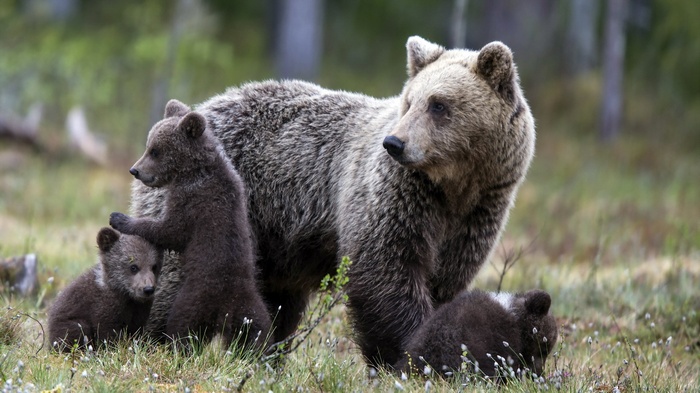 Mother bear with three cubs in a forest