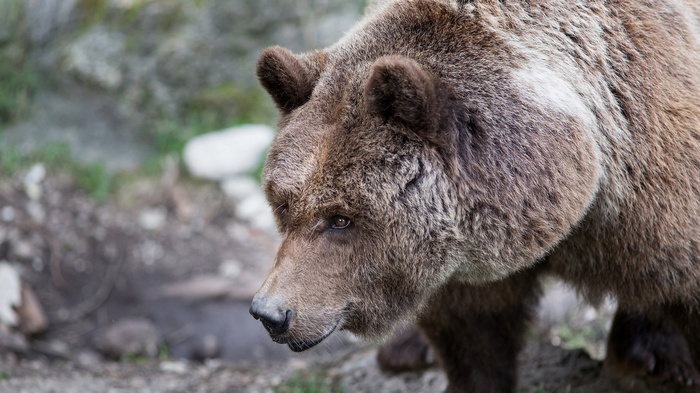 Close-up of a brown bear's head