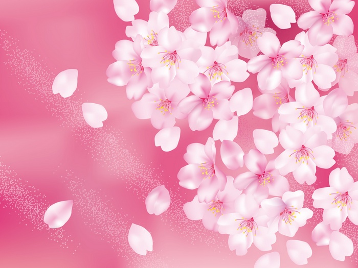Pink cherry blossoms and petals on a pink background