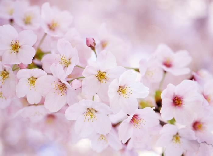 Close-up of pink cherry blossoms on a branch