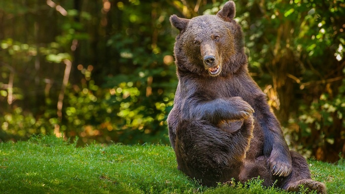 Brown bear sitting on grass in forest