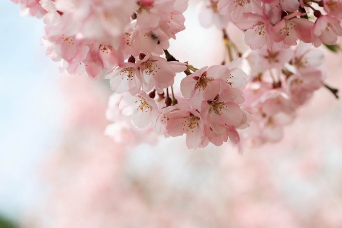 Close-up of pink cherry blossoms on a branch