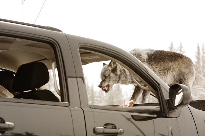 Wolf eating from a truck in Wynonna Earp