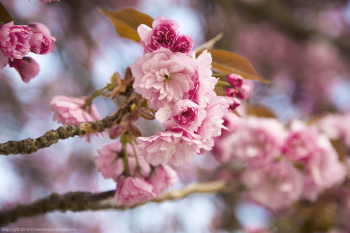 Pink cherry blossoms on a branch