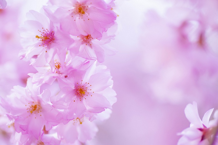 Close-up of pink cherry blossoms