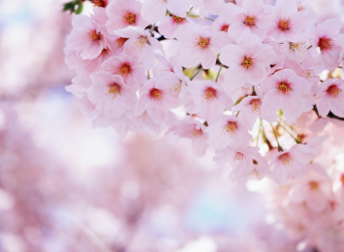 Close-up of Pink Cherry Blossoms