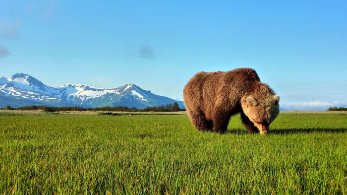 Brown bear grazing in a grassy field with snow-capped mountains