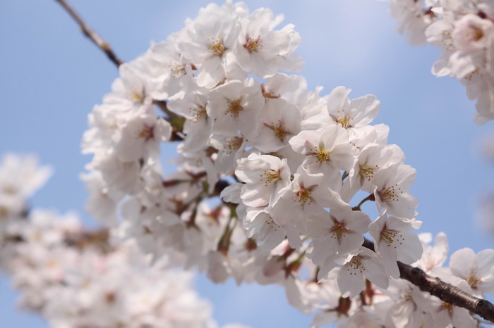 Cherry blossoms against a blue sky