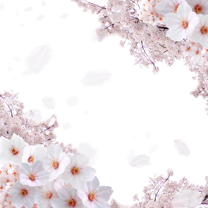 Cherry blossoms falling against a white background