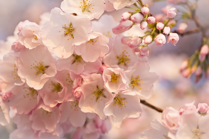 Close-up of pink cherry blossoms on a branch