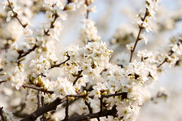 White cherry blossoms on dark branches