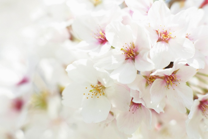 Close-up of white cherry blossoms with pink centers