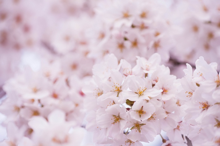 Close-up of delicate white cherry blossoms
