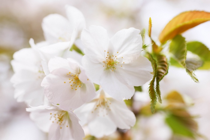 Close-up of white cherry blossoms with green leaves