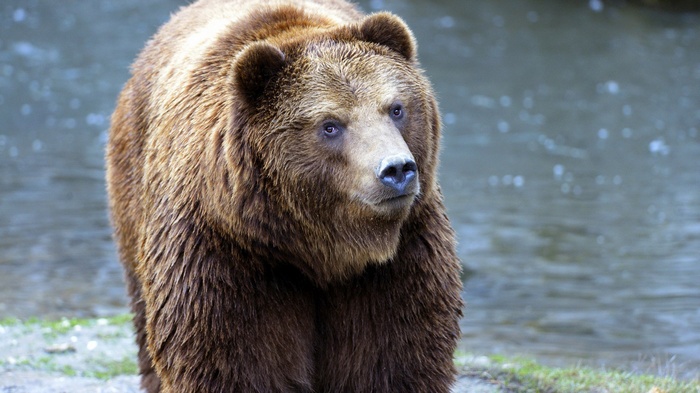 A brown bear stands near a body of water
