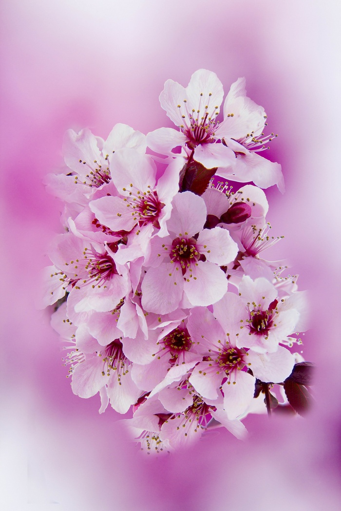 Close-up of pink cherry blossoms with a soft pink background