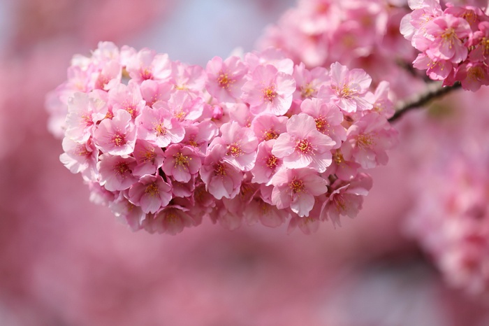 Close-up of pink cherry blossoms on a branch