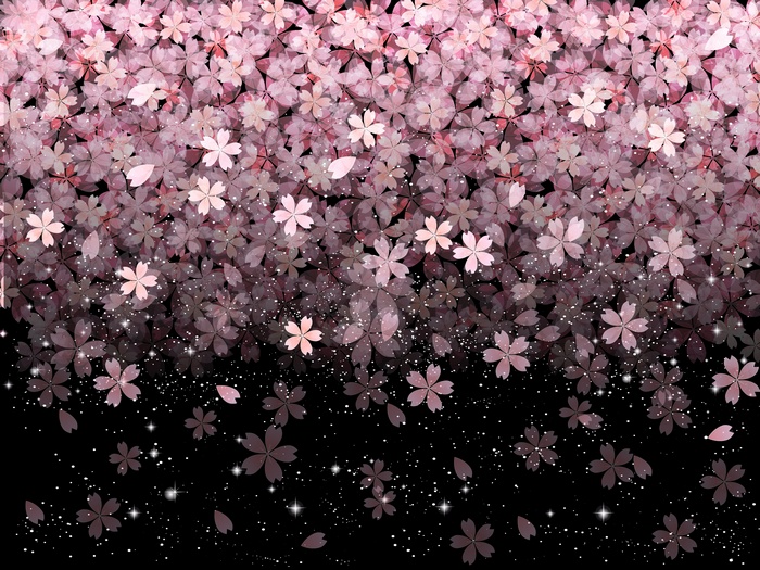 Falling pink cherry blossoms on black background