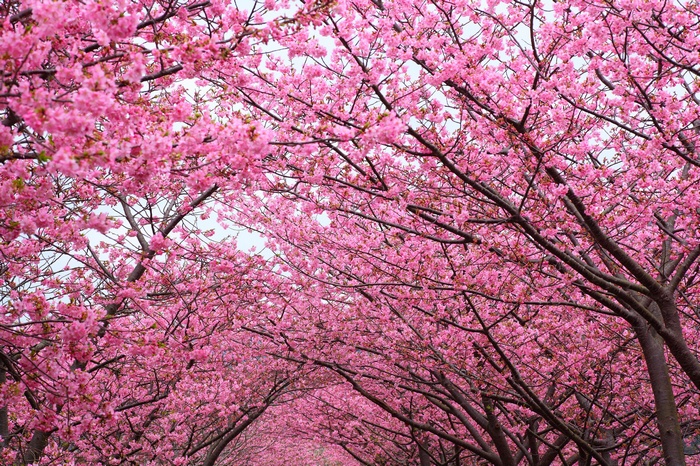 Tunnel of blooming pink cherry blossom trees
