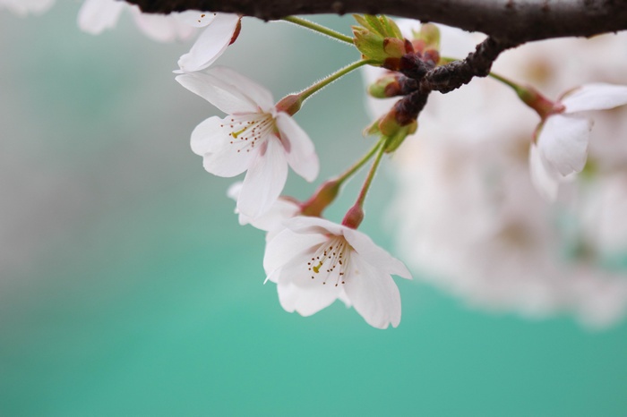 Cherry blossoms on a branch