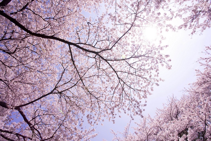 Cherry blossoms against a bright sky
