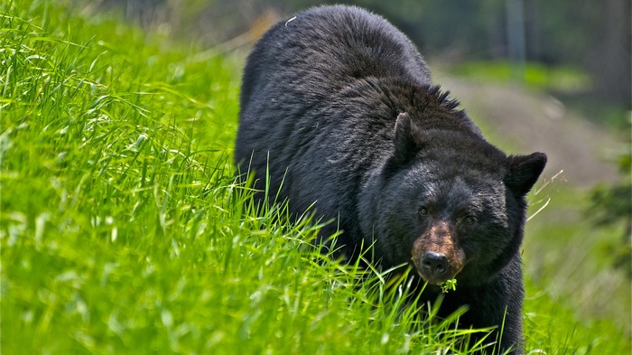 Black bear walking through tall green grass