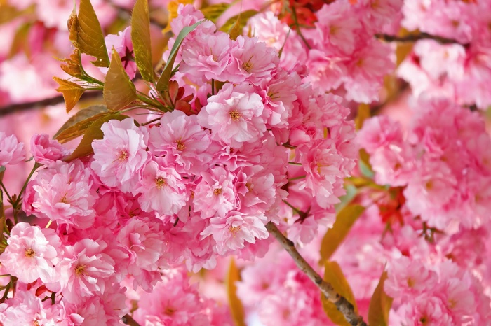 Pink cherry blossoms on a tree branch