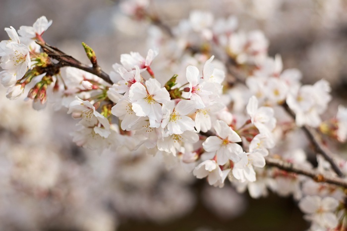 Close-up of Cherry Blossoms on a Branch