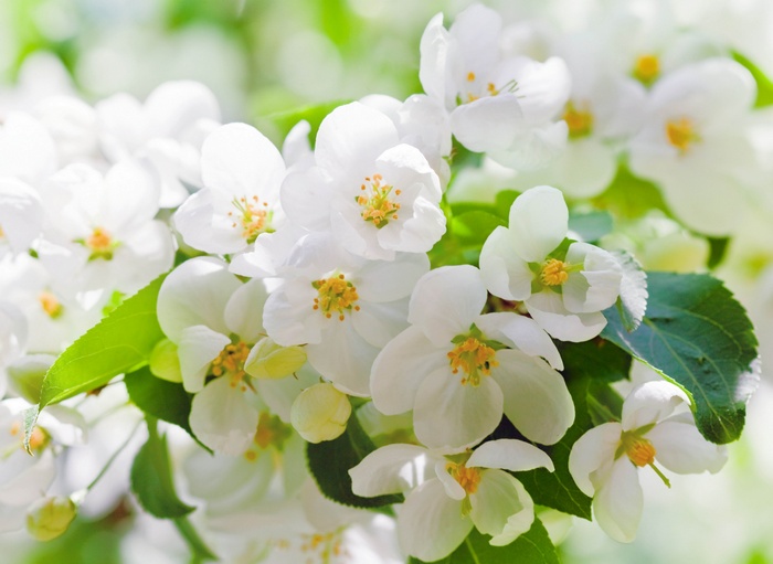 White apple blossoms on a branch