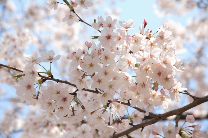 Cherry blossoms on a branch against a blue sky