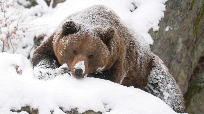 Brown bear covered in snow resting