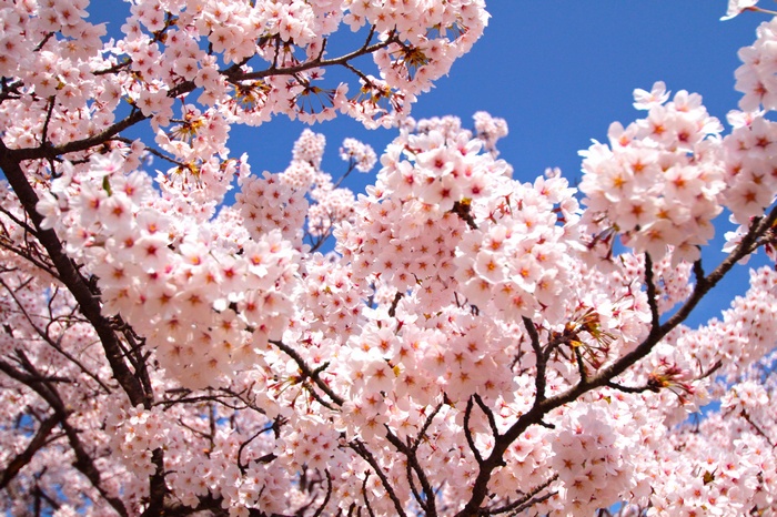 Cherry blossoms against a bright blue sky