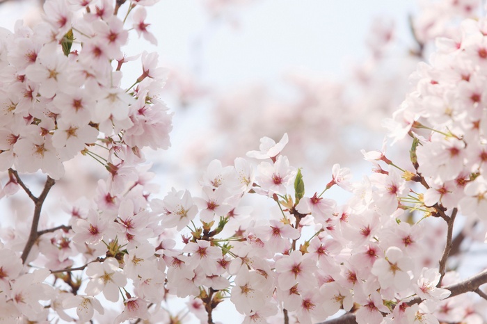Close-up of Cherry Blossoms