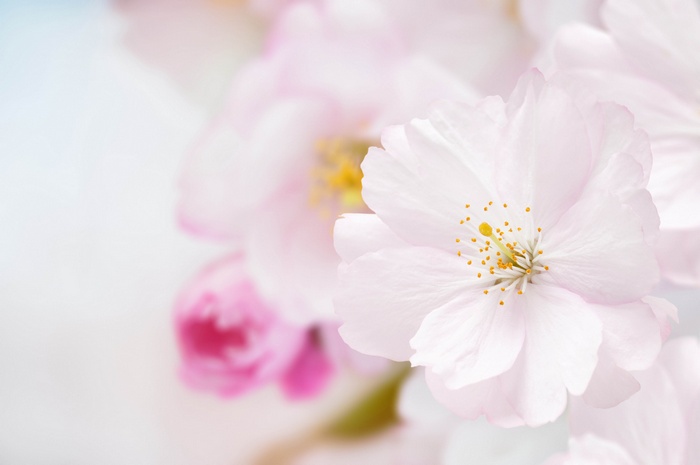 Close-up of delicate pink cherry blossoms