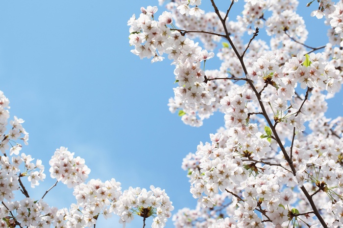 Cherry blossoms against a clear blue sky