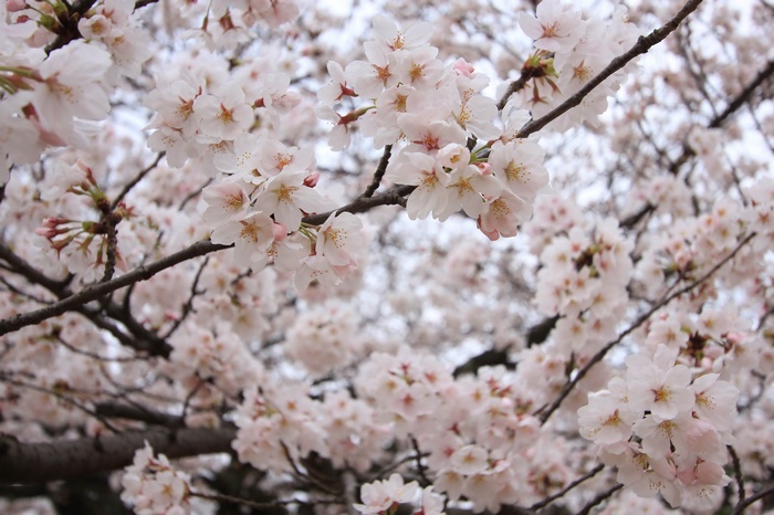 Close-up of blooming cherry blossoms on branches
