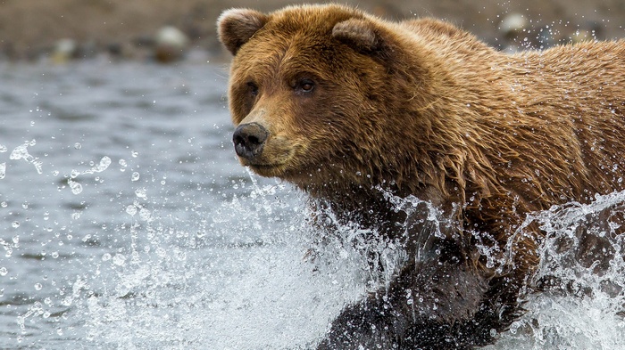 Brown bear running through water