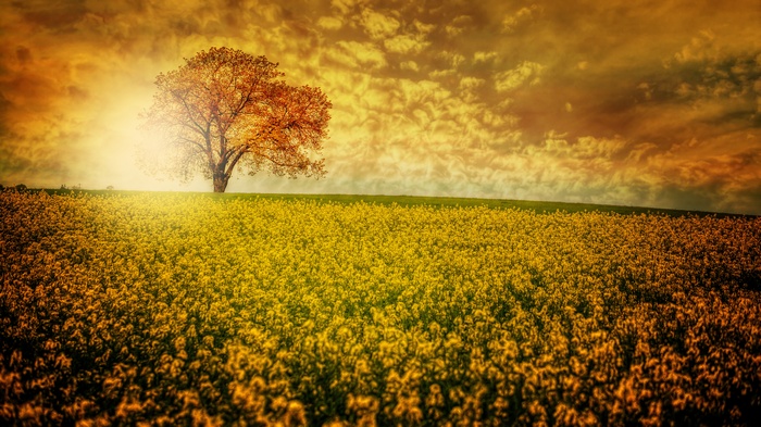 Tree in a field of yellow flowers under a cloudy sky