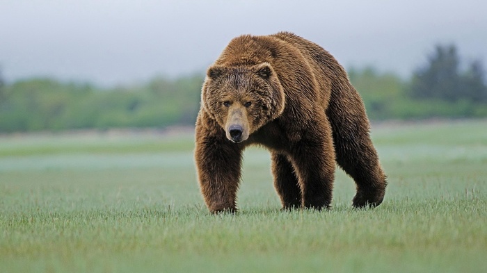 A brown bear walks across a grassy field