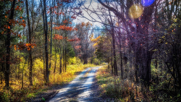 Dirt road through an autumn forest with colorful trees
