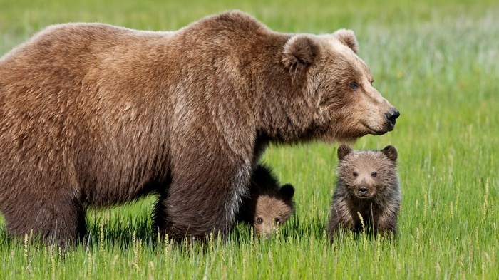 Mother bear and cubs in a grassy field