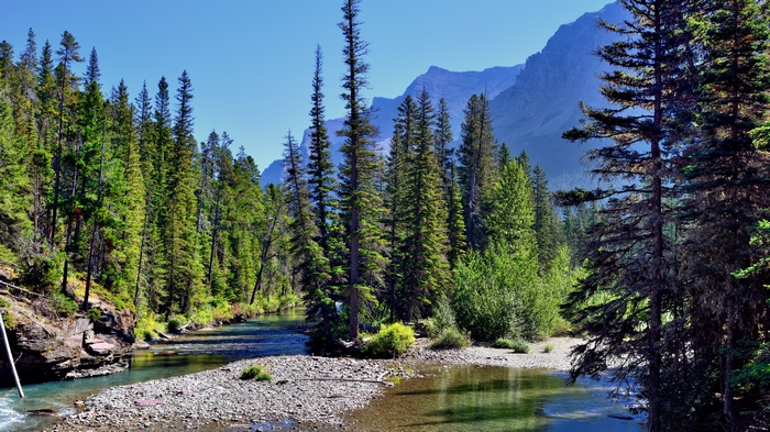 River flowing through a pine forest with mountains in the background